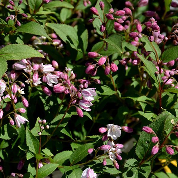 Cherry Blossom Pink Deutzia - 3c