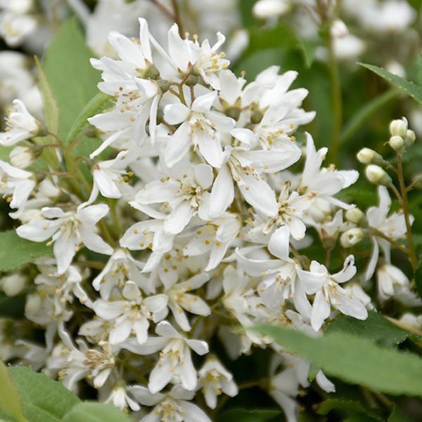 Deutzia Yuki White - 3c