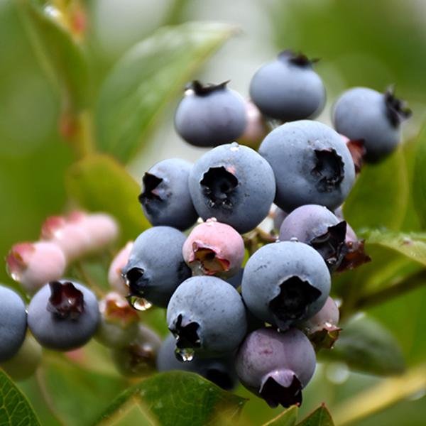 Blueberry Patriot Early Midseason