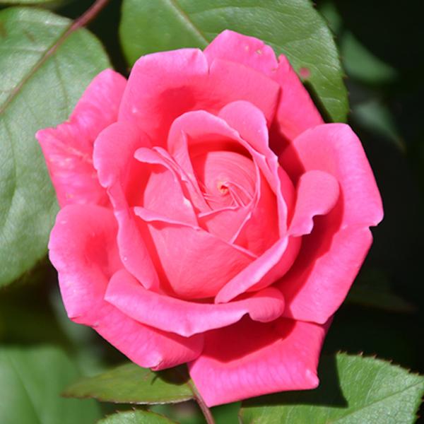 Knock Out  Roses Double Hot Pink - 3c