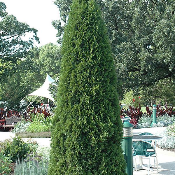 Arborvitae Thuja Occidentalis Emerald Green - 3c 30/36"