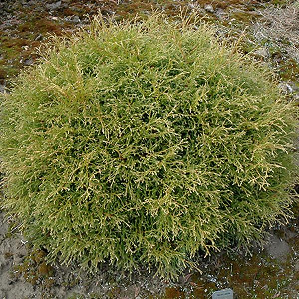 Arborvitae Thuja Occidentalis Linesville - 2c