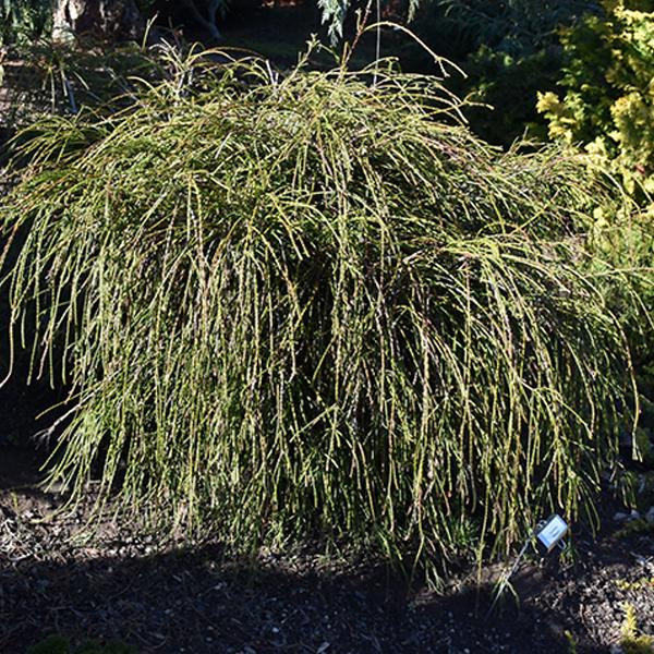 Arborvitae Thuja Plicata Whipcord - 2c 12/15"