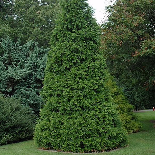 Arborvitae Thuja X Green Giant - B&B 6'