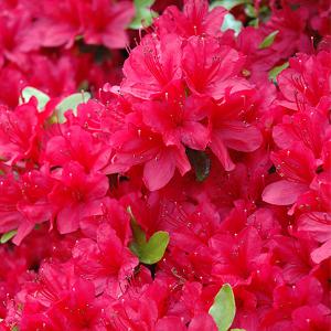 Azalea Single Crimson / Early 2.29 g / 8.7 L