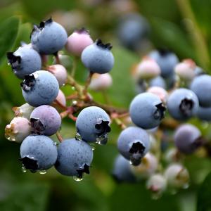 Blueberry Bluecrop Midseason