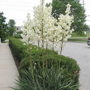 Yucca Adams Needle - 2.29G/8.7L