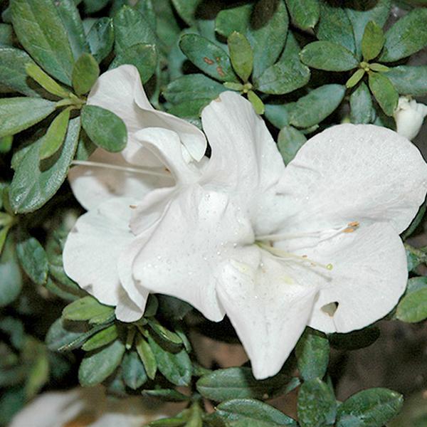 Azalea Bloomathon White - 3c