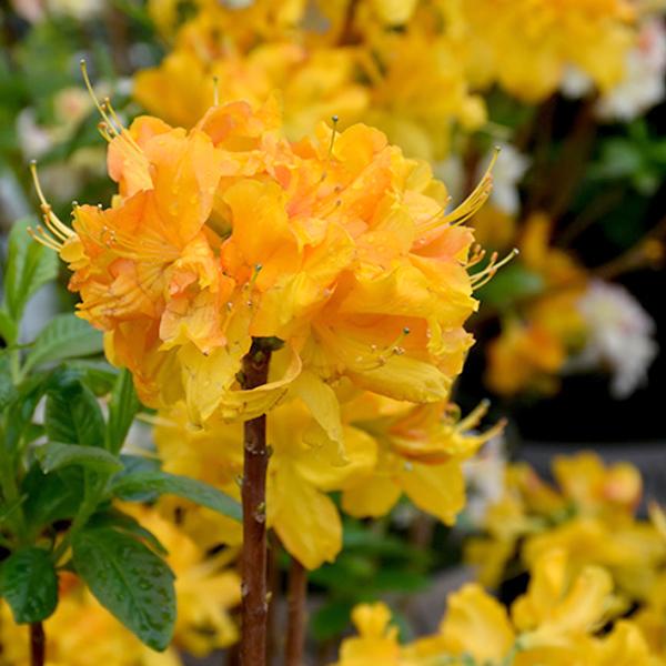 Azalea Klondyke Gold - 3c  3g / 11.36L