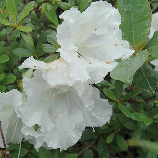 Azalea Single White /Late - 3c 15/18"