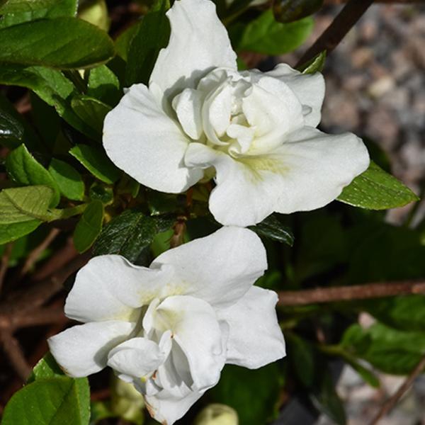 Azalea Double White /Mid - 3c 15/18"