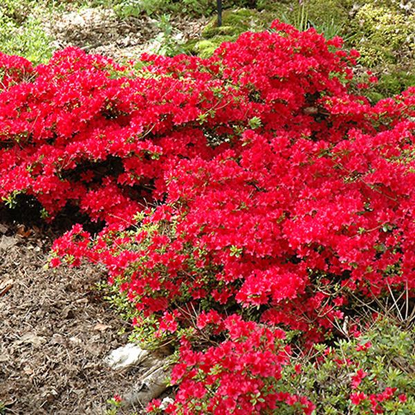 Azalea Single Red /Early - 2c 12/15"