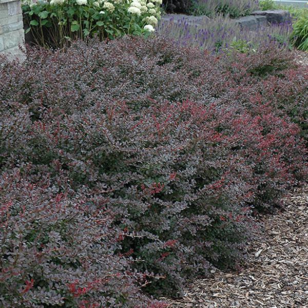 Barberry Crimson Japanese - 2c 10/12"