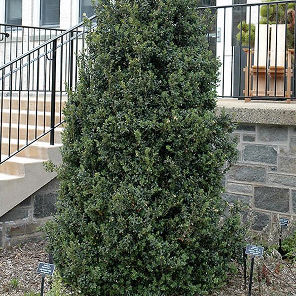 Boxwood - 3c 