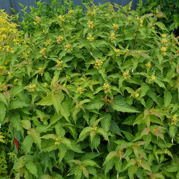 Honeysuckle Bush - 3c