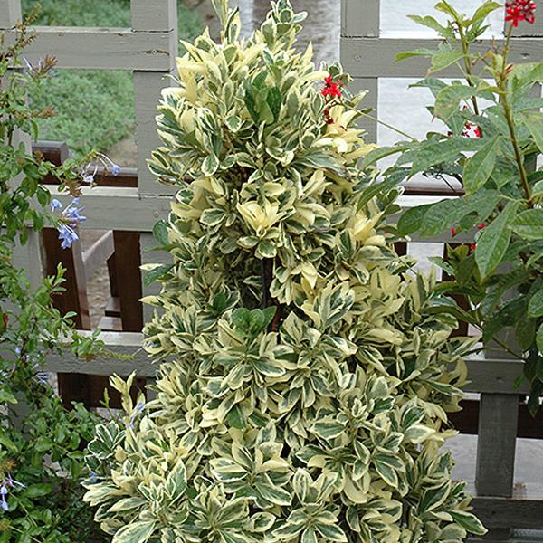 Euonymus Japanese Silver King   - 3c