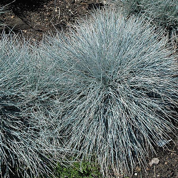 Grass Blue Fescue - 2c