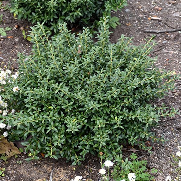 Holly, Soft Touch--3 gallon