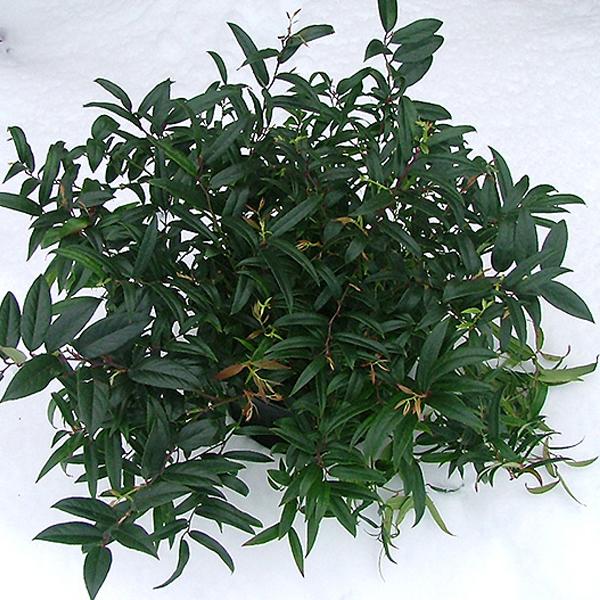 Coast Leucothoe - 2c 12/15"