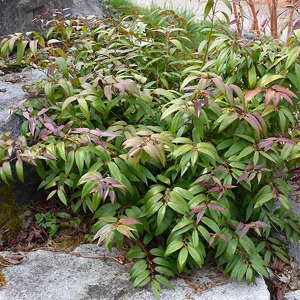 Leucothoe, Coast--3 gallon