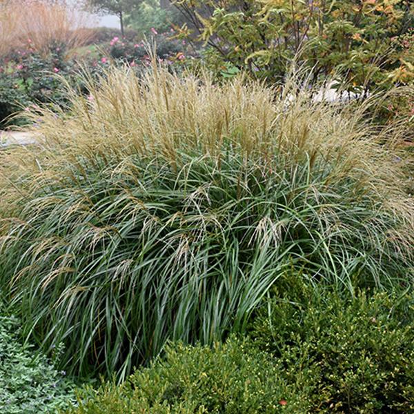 Maiden Grass Adagio - 2c