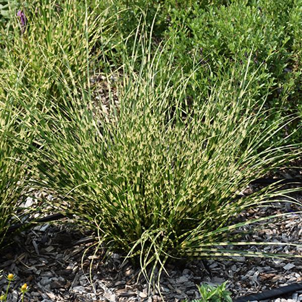 Japanese Silver Grass Bandwidth - 3c