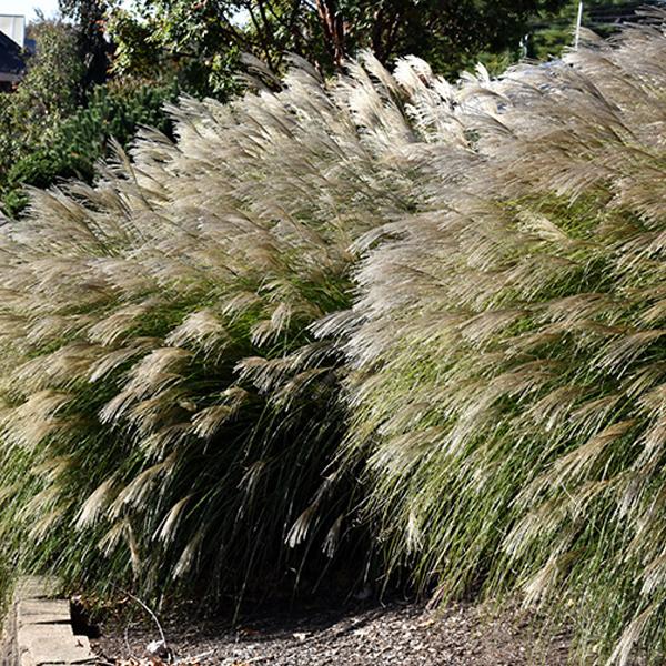 Maiden Grass Gracillimus - 2c