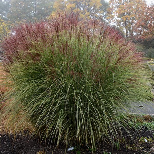 Grass Maiden Morning Light - 2c