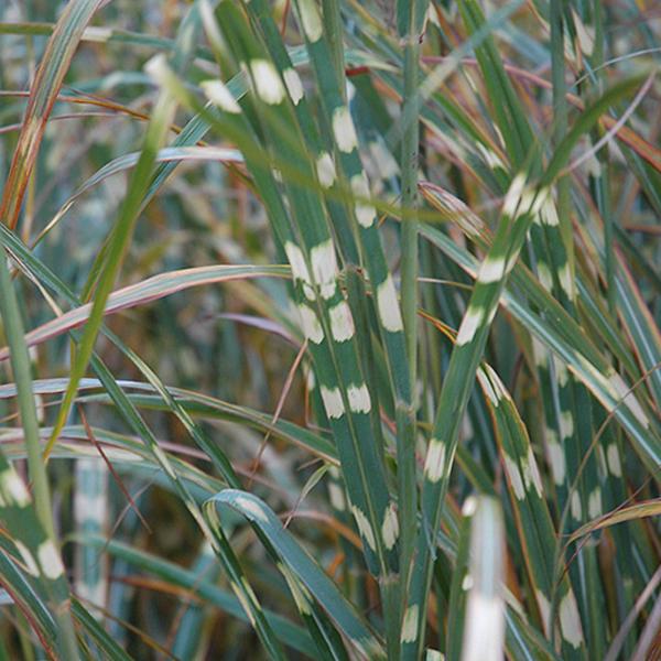 Zebra Grass - 2c