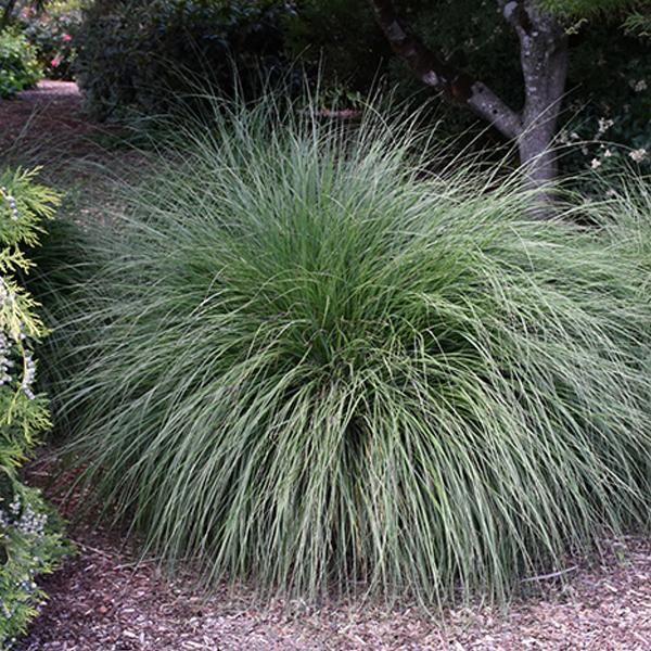 Grass Dwarf Fountain - 2c