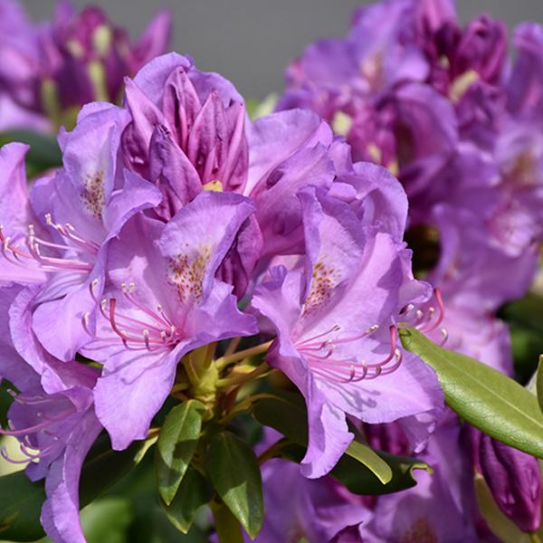 Rhododendron Lavender - 3c