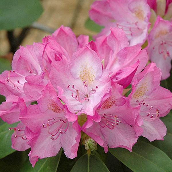 Rhododendron Pink - 2c 15/18"