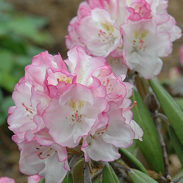 Rhododendron Pink - 2c 10/12"