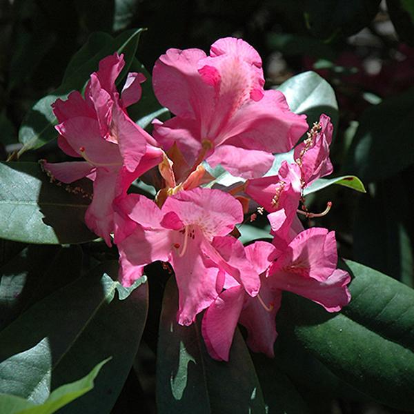 Rhododendron Pink - 2c 10/12"