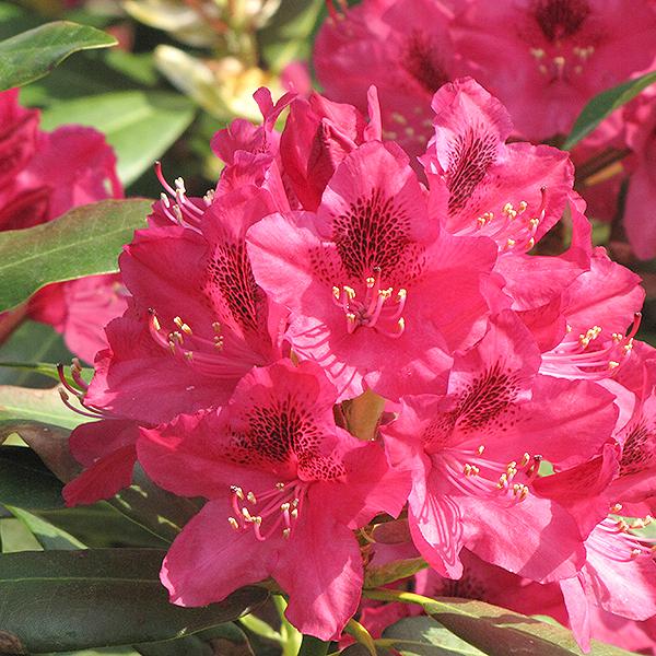 Rhododendron Red - 2c 15/18"