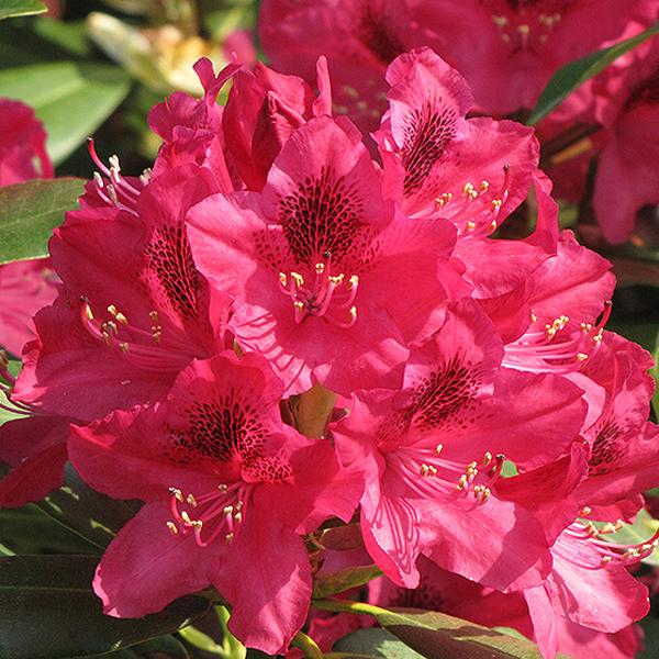 Rhododendron Red - 3c 15/18"