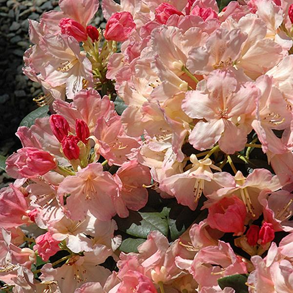 Rhododendron Peach - 2c 12/15"