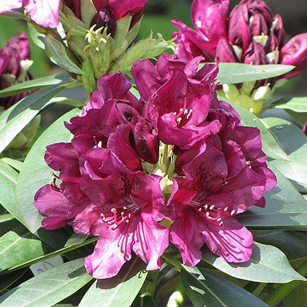 Rhododendron Purple - 2c 15/18"