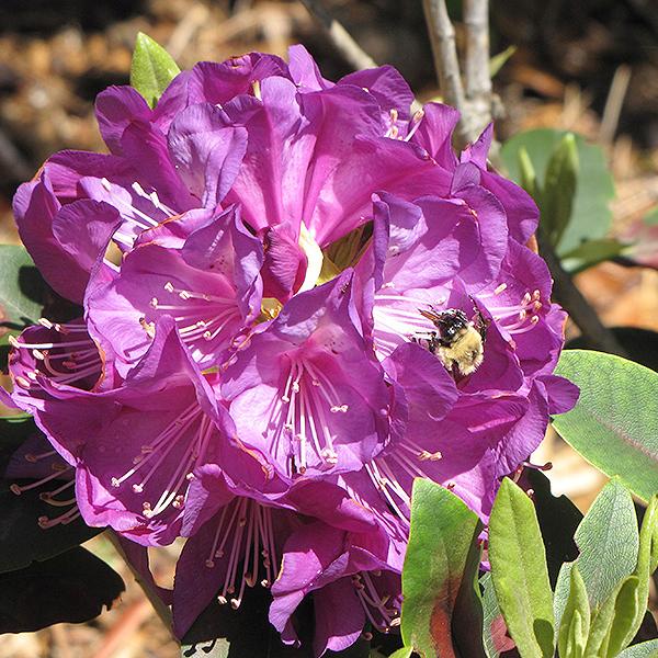 Rhododendron Purple - 3c 18/24""