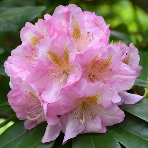 Rhododendron Pink - 3 15/18"
