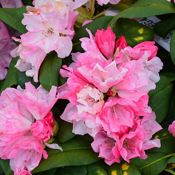 Rhododendron Pink - 3c  12/15"