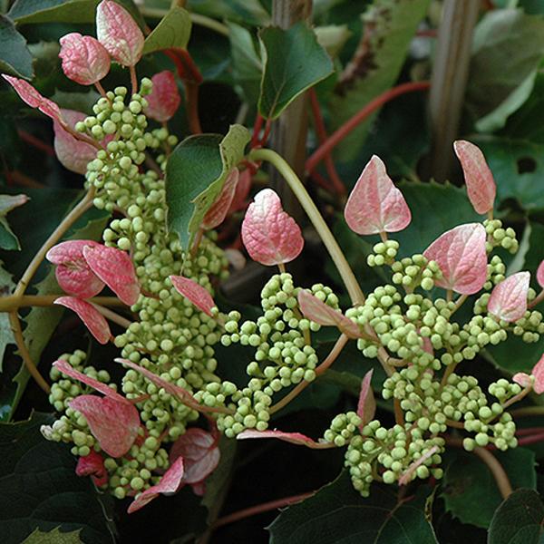 Hydrangea Pink Vine - 2c