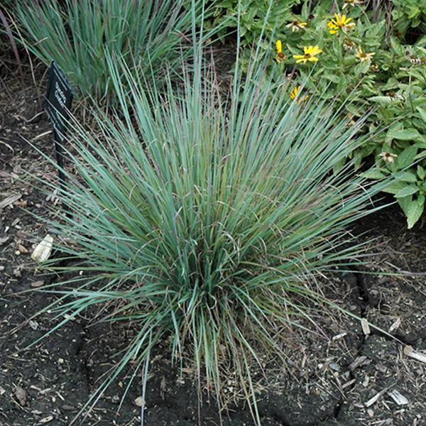 Little Bluestem Standing Ovation - 1c