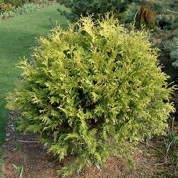 Arborvitae Thuja Occidentalis Globe - B&B