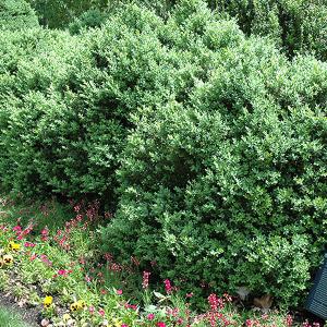 Boxwood NG Independence 2c