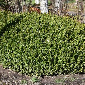 Boxwood Winter Gem - 3c 