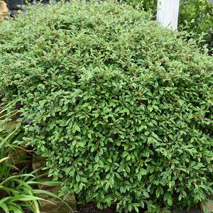 Willowleaf Scarlet Cotoneast - 2c