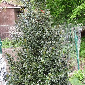 Holly Blue Maid 7c