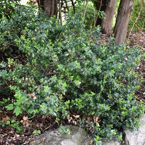 Holly Blue Prince - 2c