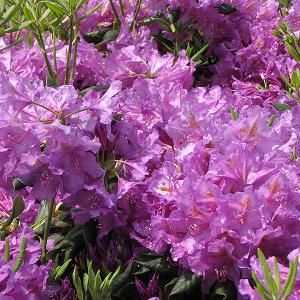 Rhododendron Purple - 2c 15/18"